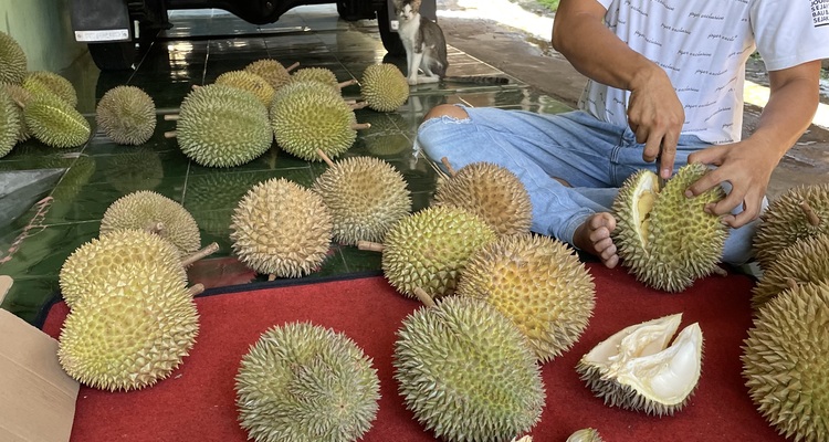Durian Umar Garansi